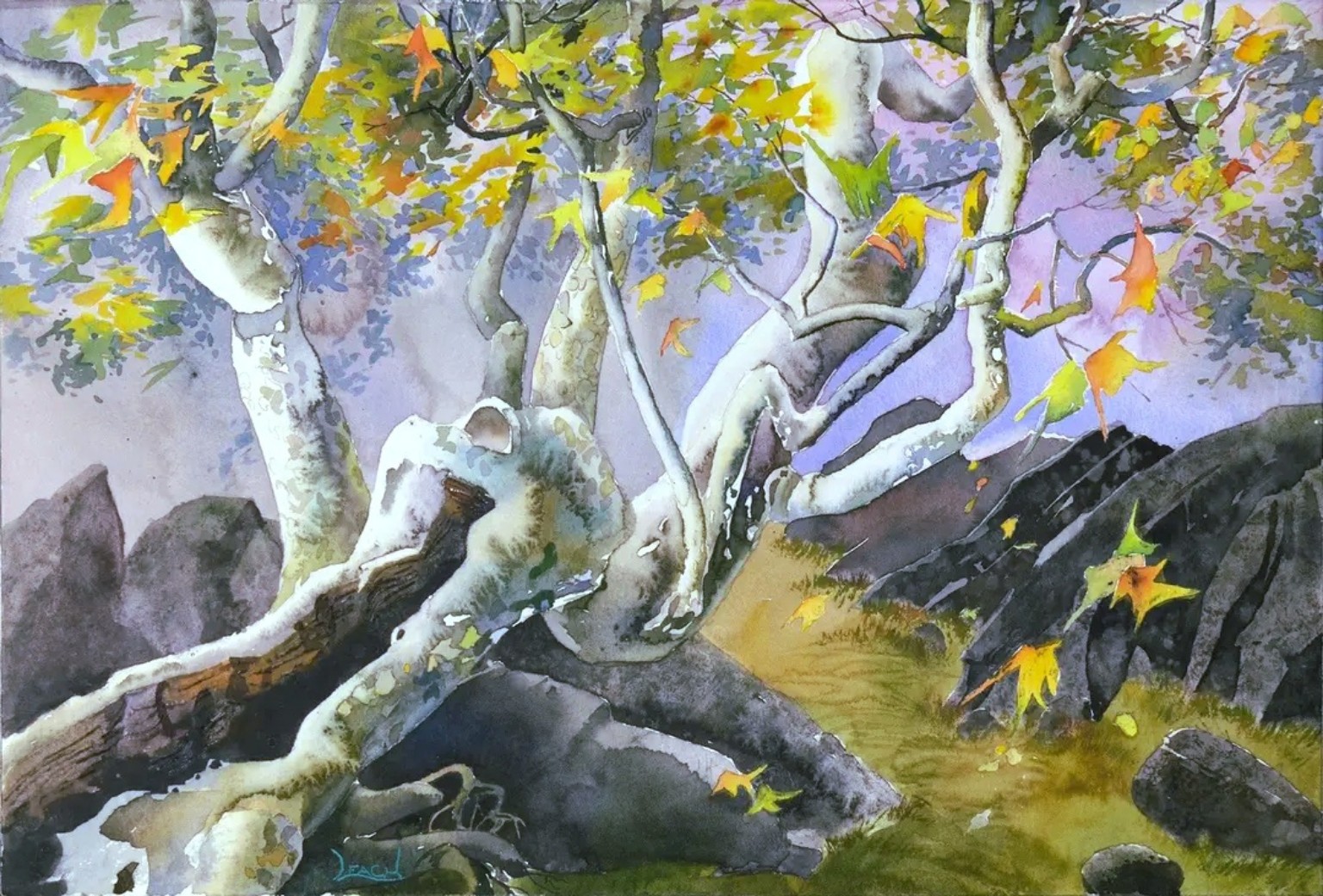 Twisting tree trunks among colorful leaves and rocky ground